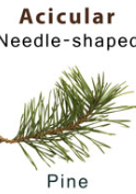 <p>Needles</p>
