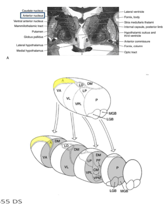 <p>Contributes to the memory circuit of the limbic system</p><p>Nuclei within this group:</p><ul><li><p>Anterior nuclear group</p></li><li><p>Lateral dorsal nucleus (LD, can be considered a dorsal extension of the anterior nucleus w/ simular limbic connections)</p></li></ul><p></p><p>Anterior nuclei group</p><ul><li><p>Consists of 3 nuclei enclosed by split internal medullary lamina (may be refereed as anterior nucleus)</p></li><li><p>Caudal lateral to the inter ventricular foramen</p></li><li><p>Input via hippocampal formation directly via. the fornix and the mammillary bodies (mammilothalamic tract)</p></li><li><p>Projects primary to cingulate cortex of limbic lobe</p></li><li><p>Anterior nucleus and its projects are part of the central circuit (memory processing) called circuit of Papez</p></li></ul><p></p><p></p>