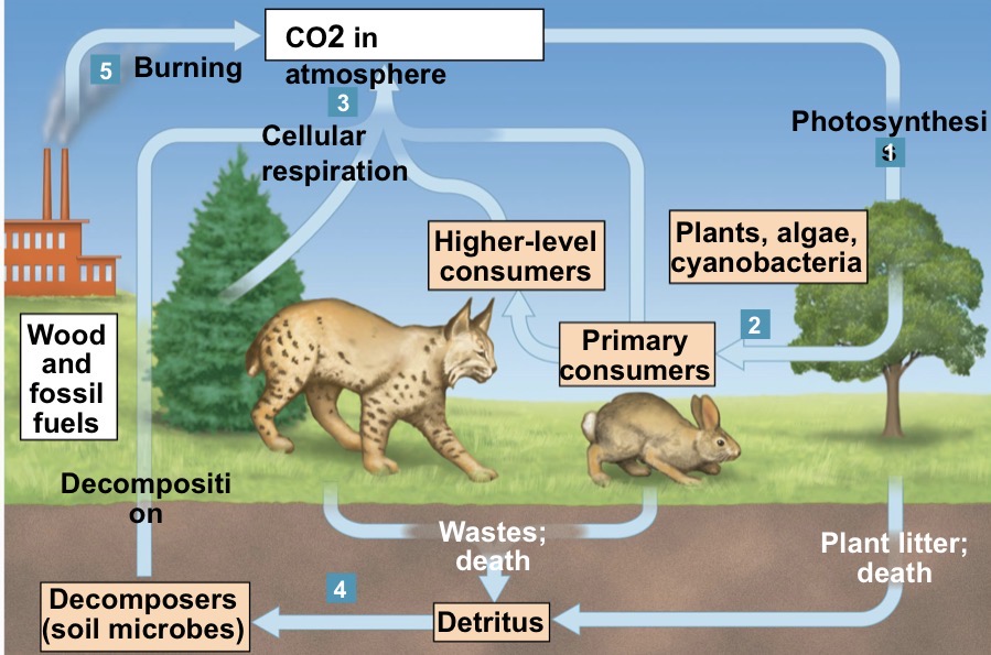 <p>Major Ingredient of organic molecules found in atmosphere, fossil fuels, and dissolve in ocean</p>