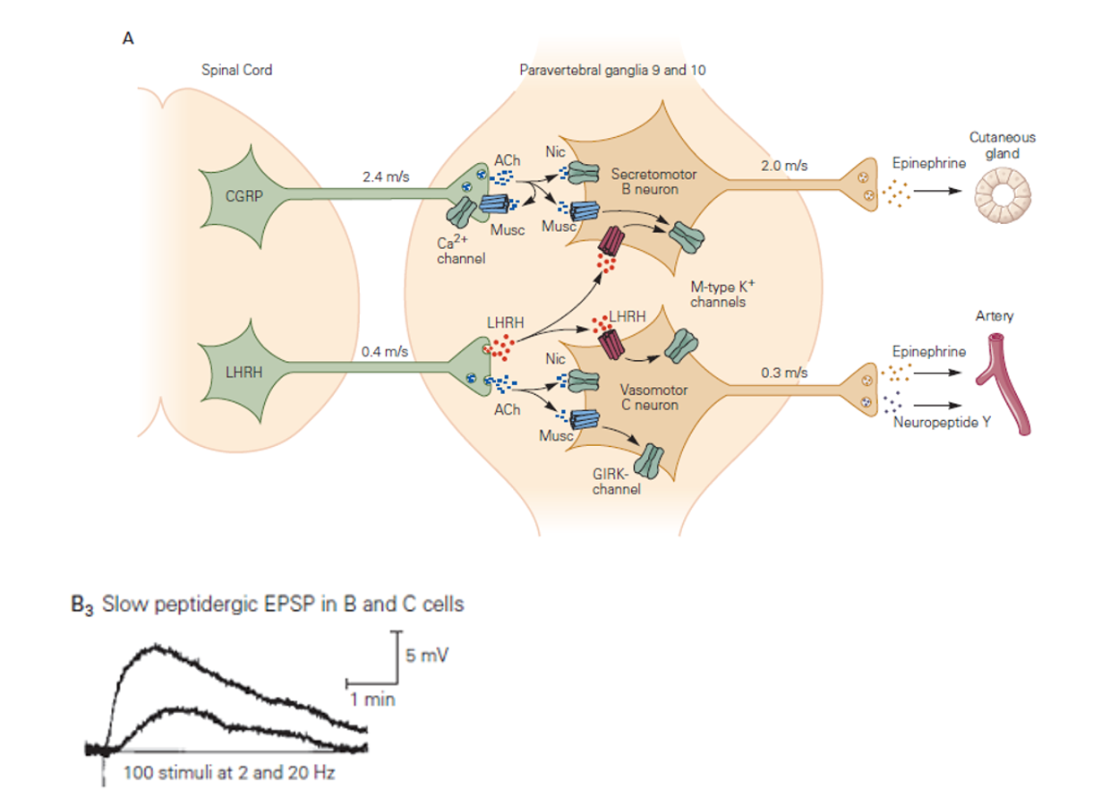 <p>Beschrijf het mechanisme van de slow peptidergic EPSP (B3).</p>
