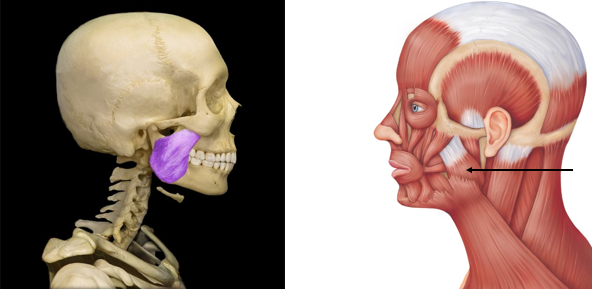 <p>elevation at the temporomandibular joint for chewing</p>