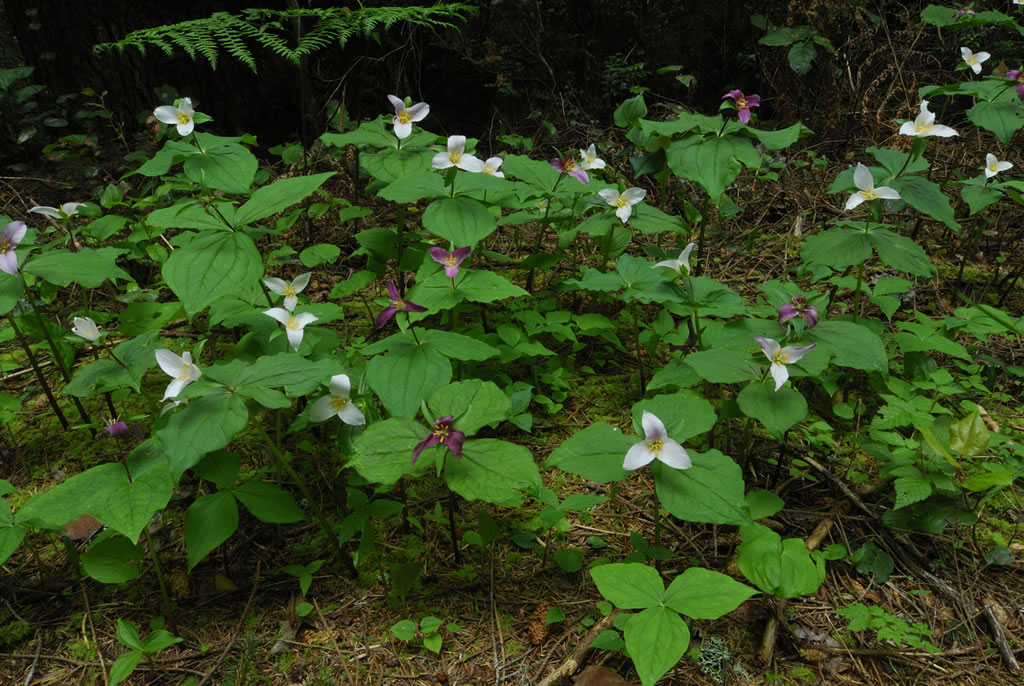<p>whorls of usually 3 (up to 5) leaves, parallel veins, white flowers</p>
