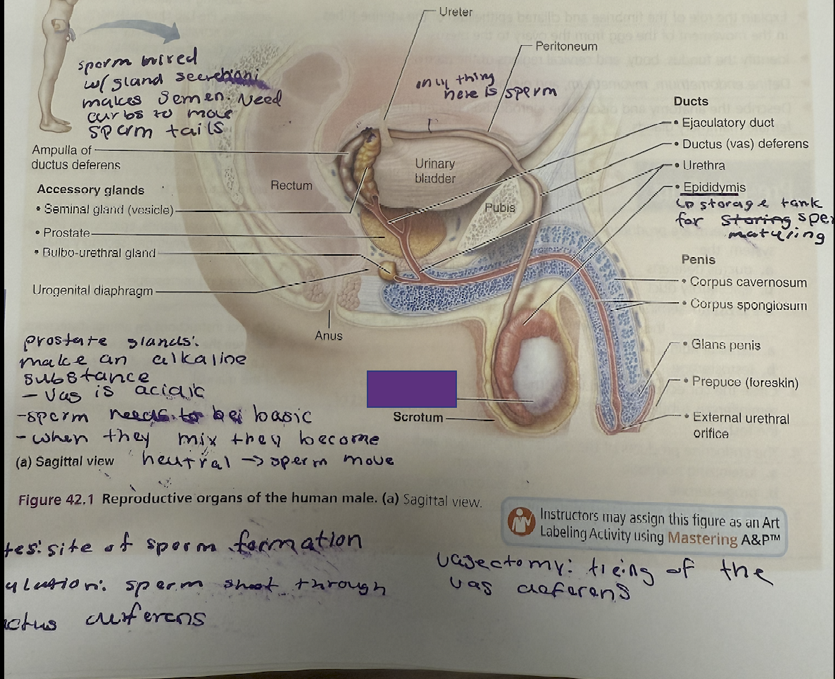 <p>What is this and its function?</p>