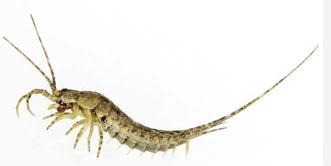 <p><span style="background-color: transparent;">Microcoryphia</span></p>