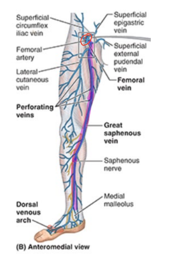 <ul><li><p>superficial to deep fascia</p></li><li><p><strong>great saphenous vein</strong></p><ul><li><p><strong>medial </strong>side of leg</p></li></ul></li><li><p>union of <u>dorsal vein of great toe</u> & <u>dorsal venous arch of foot</u></p></li><li><p>traverses <strong>saphenous opening </strong>into <u>fascia lata</u> to empty into <strong>femoral vein</strong></p></li><li><p>used in coronary bypass grafts</p></li></ul><p></p>