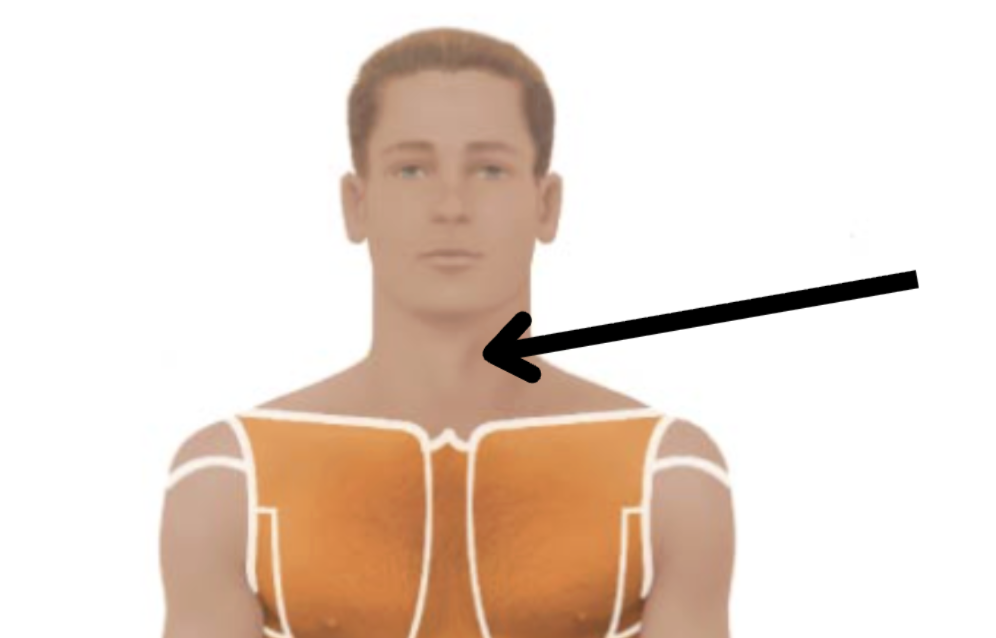 <p>Medical term, region, anteiror/posterior?</p>