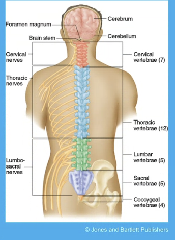 <p>cervical vertebrae is neck to shoulders 7, then thoracic to middle back 12,  lumbar 5, sacrum 5, 4 cocyx</p>