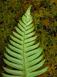 <p>Polystichum munitum</p>