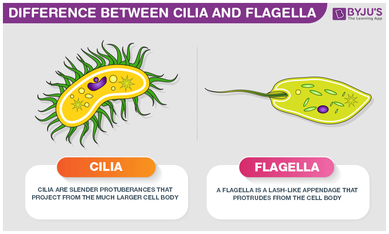 <p>Cilia: Motile “move” stuff of themselves </p><p>On pseudostrafitied columnar cells in respiratory tract </p><p>Flagella: Only human cells=sperm </p>
