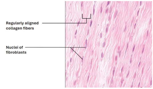 <p>Structures:</p><p>Collagen fiber (wavy straight lines)</p><p>Fibroblast nucleus (dark flat cells)</p><p></p><p>Location:</p><p>tendons and ligaments</p><p>aponeuroses</p><p>fascia around muscles</p>