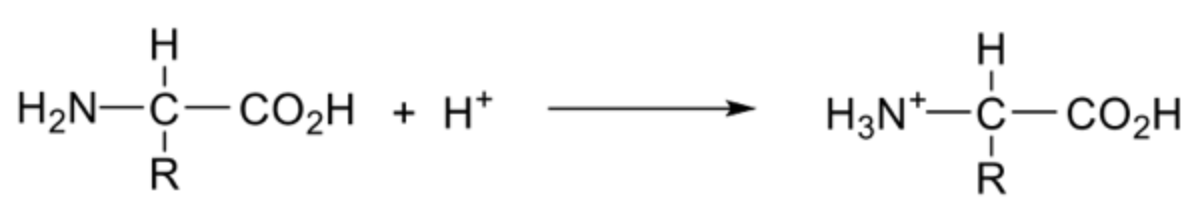 <ul><li><p><span style="background-color: transparent;">Amino group accepts a proton forming a cation</span></p></li></ul><p></p>