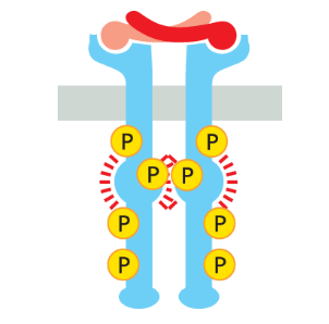 <p>single alpha helix pass transmembrane protein where cytoplasmic domain is a tyrosine kinase, which gets activated by a ligand binding to the receptor’s extracellular domain</p><ul><li><p>a type of enzyme-associated receptor where it is itself the enzyme</p></li><li><p>phosphorylate tyrosine on target proteins and themselves!</p></li></ul><p></p>