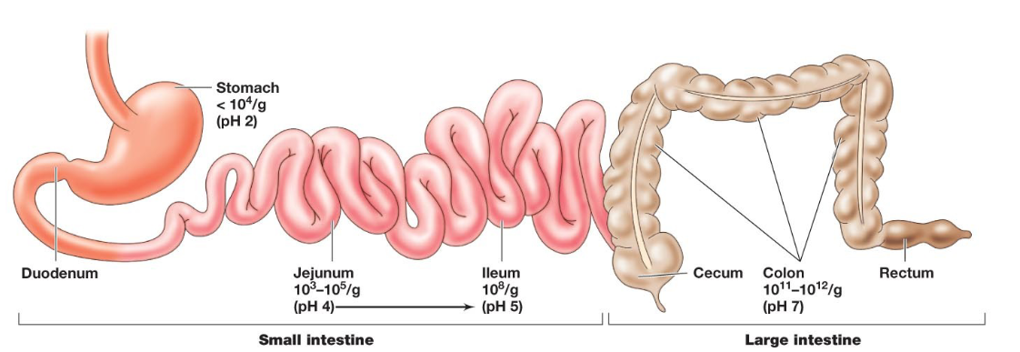 <p><span>• Eat food</span><br><span>• 1-4 hours</span><br><span>• Large intestine</span><br><span>• Increase in bacterial numbers</span></p>