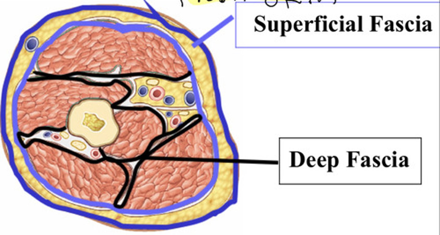 <p>Superficial: subcutaneous fascia</p><p>Deep: dense, organized connective tissue</p>