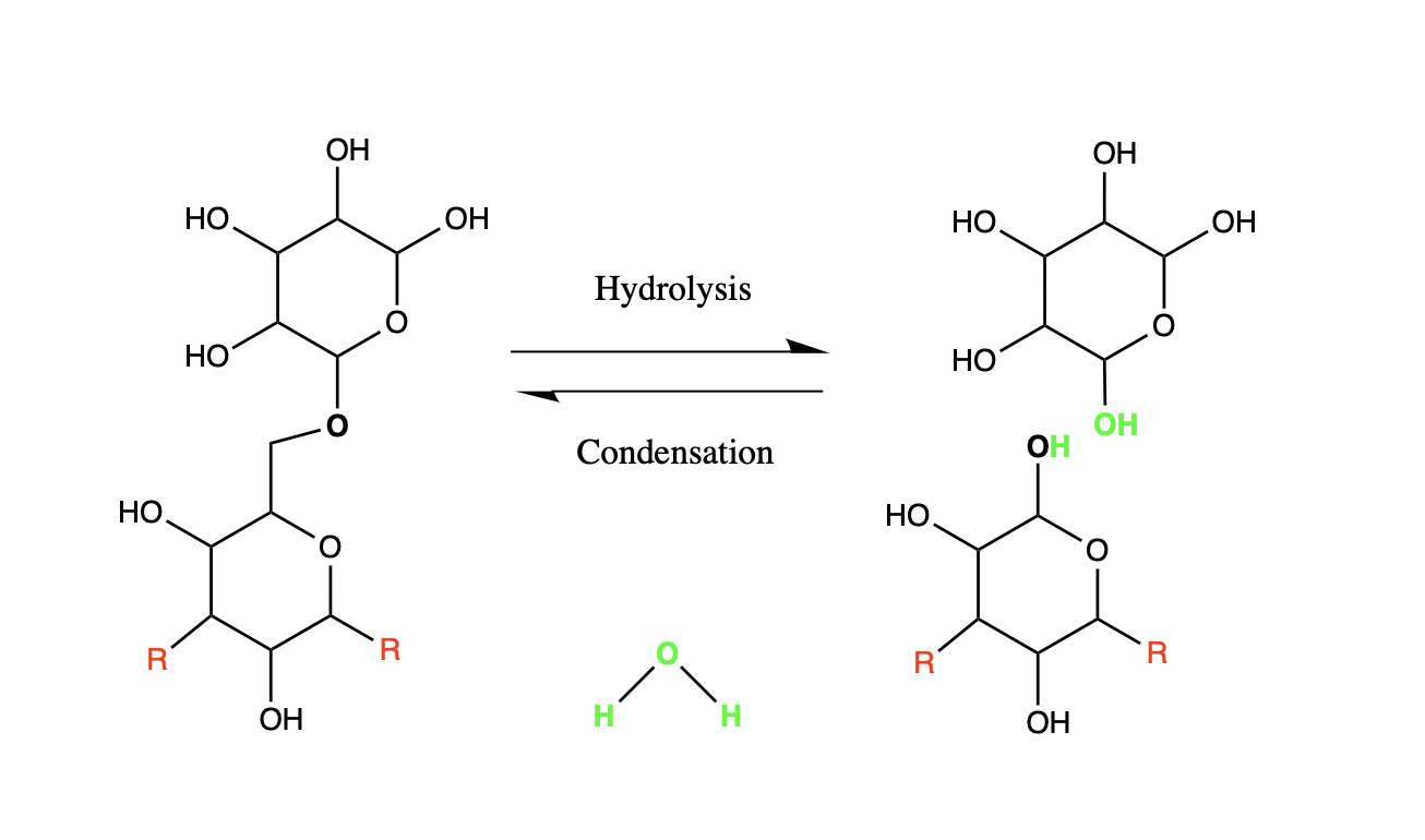 <p>A reaction that joins two molecules together with the formation of a chemical bond and involves the elimination of a molecule of water.</p>
