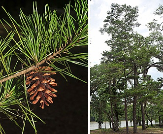 <p>(Possibly) Native to AR</p><p>Needles grouped only in fascicles of 2</p><p>Needles not twisted</p><p>Tight bark</p>