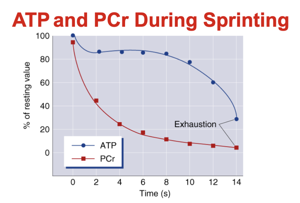 <ul><li><p>ATP is continuously broken down but rapidly resynthesized → levels initially remain relatively stable</p></li><li><p>PCr rapidly donates phosphate to regenerate ATP → PCr levels fall quickly</p></li><li><p>PCr stores are limited → PCr depletion becomes a limiting factor during maximal sprinting</p></li><li><p>As PCr becomes depleted → ATP eventually declines → contributes to fatigue/exhaustion</p></li></ul><p>Key idea: PCr drops much faster than ATP because PCr is being used to maintain ATP levels.</p>