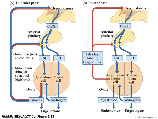 <ul><li><p>Begins after ovulation when the corpus luteum forms.</p></li><li><p>Corpus luteum releases progesterone and estradiol to support possible pregnancy.</p></li><li><p>Granulosa cells → granulosa lutein cells and thecal cells → thecal lutein cells.</p></li><li><p>High progesterone, estradiol, and androgens create negative feedback on the reproductive hormones.</p></li><li><p>If no pregnancy occurs, hormone levels fall, leading to shedding of the endometrial lining (menstruation).</p></li></ul><p></p>