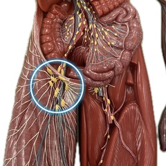<p>located in the inguinal (groin) area of the lower abdomen</p>