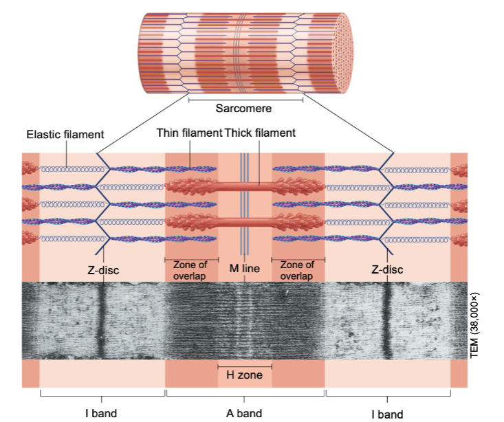<ul><li><p>I band contains only thin filaments (light)</p></li><li><p>H zone contains only thick filaments</p></li><li><p>outer edge of A band - the zone of overlap - contains thick and thin filaments (dark)</p></li></ul><p></p>