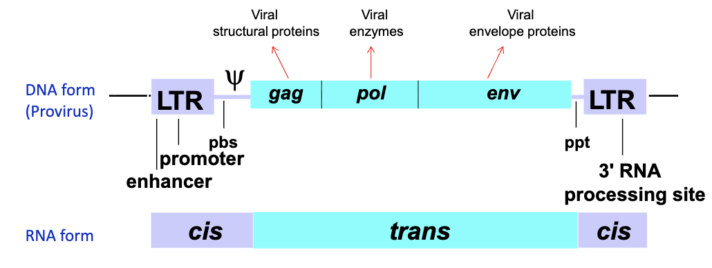 <ol><li><p>Cis sequences - directly active as nucleic acids</p></li><li><p>trans sequences - the protein coding sequences (gag, pol, env)</p></li></ol><p></p>