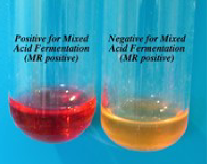<p> red when reagent is added</p>
