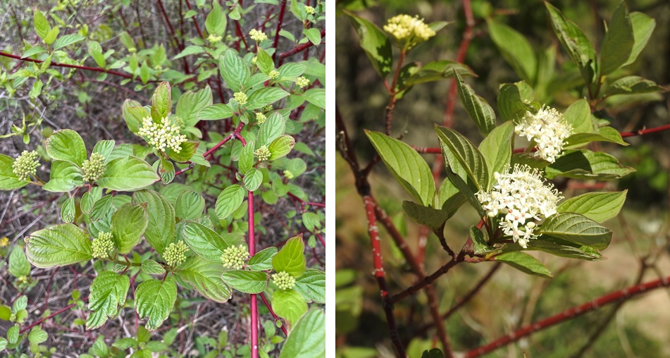 Red-osier dogwood (kinnikinik)