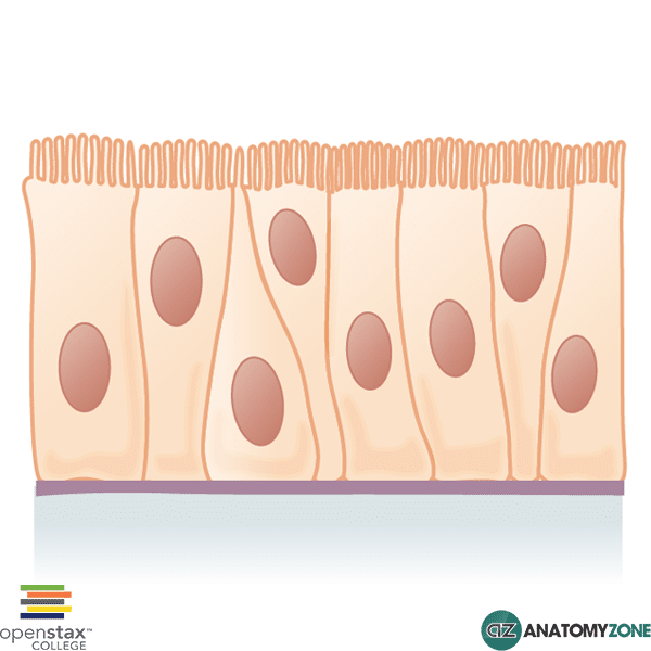 <p>Trachea and most of the upper respiratory tract.</p>