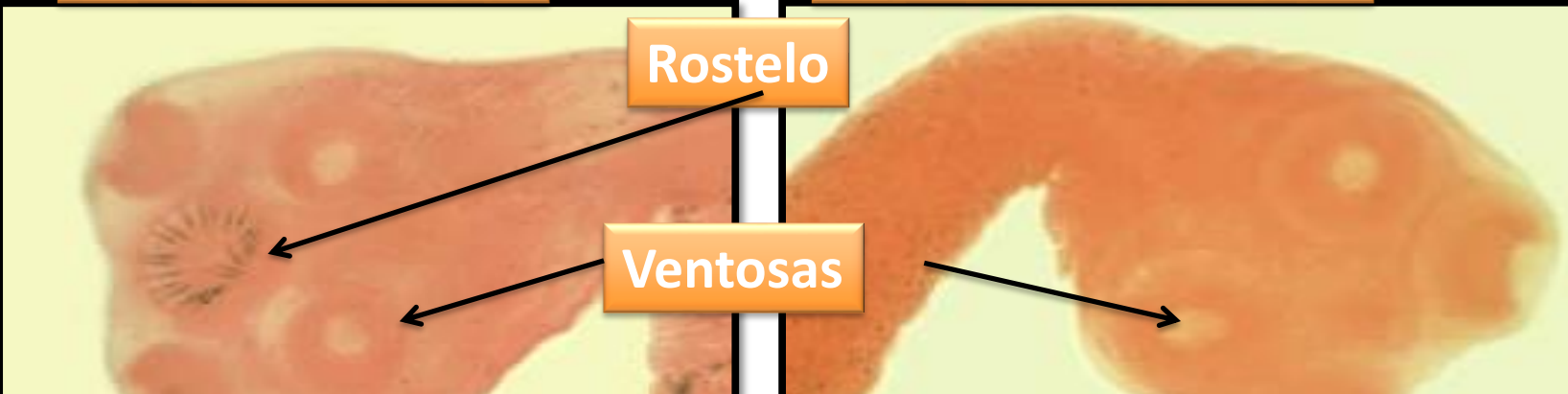 <p>Identifique cada espécie e cite o tratamento </p>