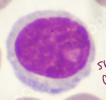 <ul><li><p>agranulocyte</p></li><li><p>small ring of cytoplasm</p></li><li><p>small, motile mononuclear, nonphagocytic cells that circulate between blood &amp; lymph. </p></li><li><p>make up majority of lymphatic system</p></li><li><p>important for acquired immunity</p></li><li><p><strong>T cells &amp; B cells: </strong>adaptive immunity modulate specific immune response &amp; produce antibodies</p></li><li><p><strong>NK cells “natural killer”: </strong>innate immunity, tumor surveillance</p></li></ul><p></p>