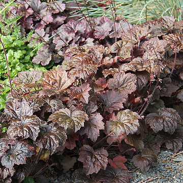 <p>Heuchera villosa </p>