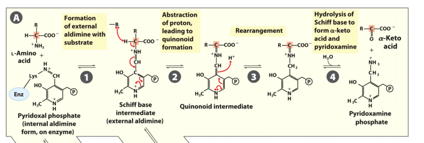 <p>A quinonoid intermediate is created and rearranged; amino acid then transfers its amino group to PLP and hydrolysis of the schiff base occurs, converting PLP into pyridoxamine phosphate (PMP).</p><p>-During this process, the original amino acid is released as its corresponding alpha-keto acid.</p>