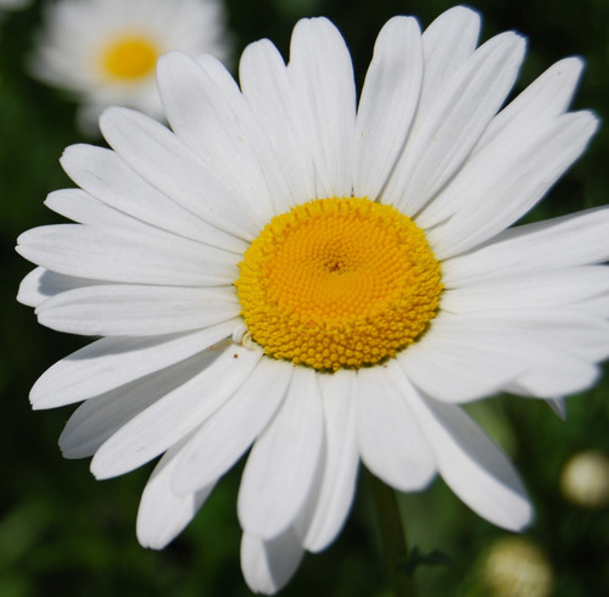 <p>une pâquerette, une marguerite</p>