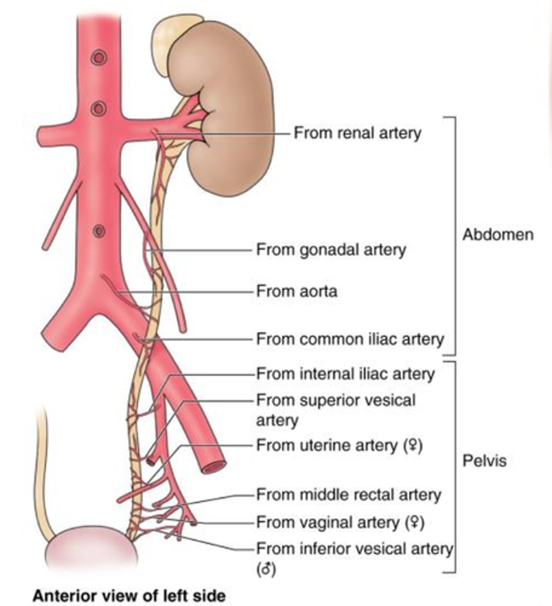 <p>what is the vasculature of the ureters? what are they innervated by?</p>