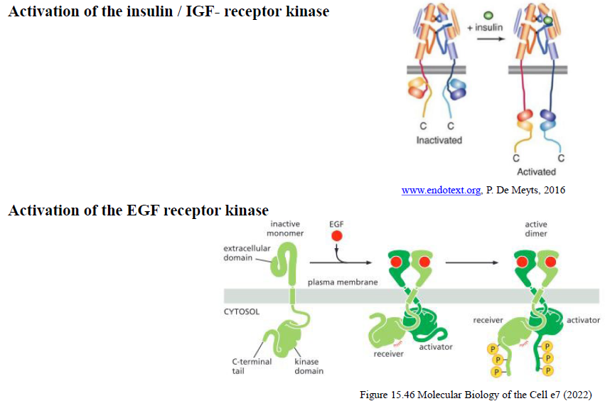 <p>Insulinreceptoren eksisterer allerede som en dimer før ligandbinding.</p><p>EGF-receptoren findes som monomer og dimeriserer først efter ligandbinding.</p>