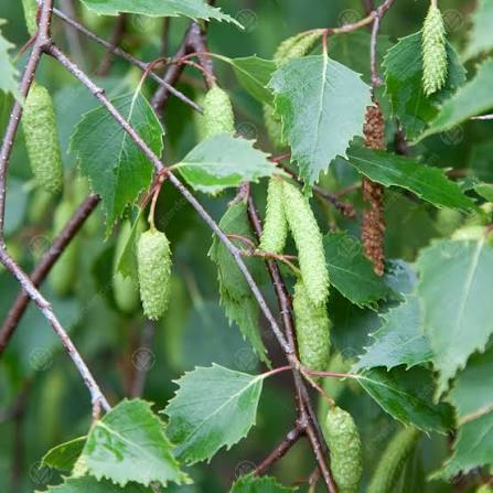 <p>Betula pendulum </p><p>Silver birch</p><p><span>Elegant, narrowly conical, deciduous tree up to 25m in height, with slender drooping twigs. Peeling white bark, becomes black and rugged at the base. Diamond-shaped, toothed, mid-green leaves, turn yellow in autumn. Flowers in catkins are yellow-brown and appear in early spring</span></p>