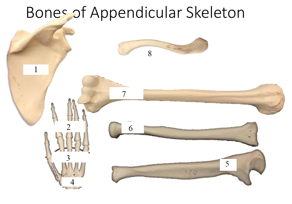 <p>Name the bones/structures.</p>