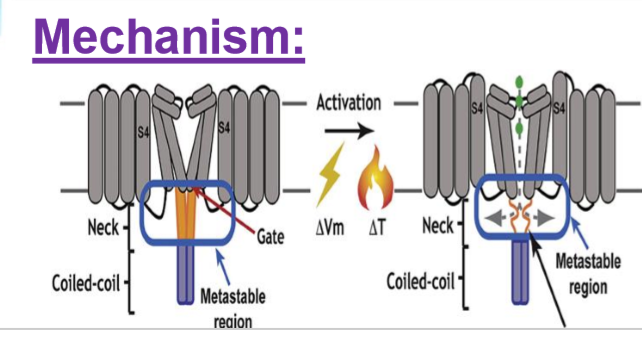 <p>Temperature changes alter ion channel structure => opening or closing</p>