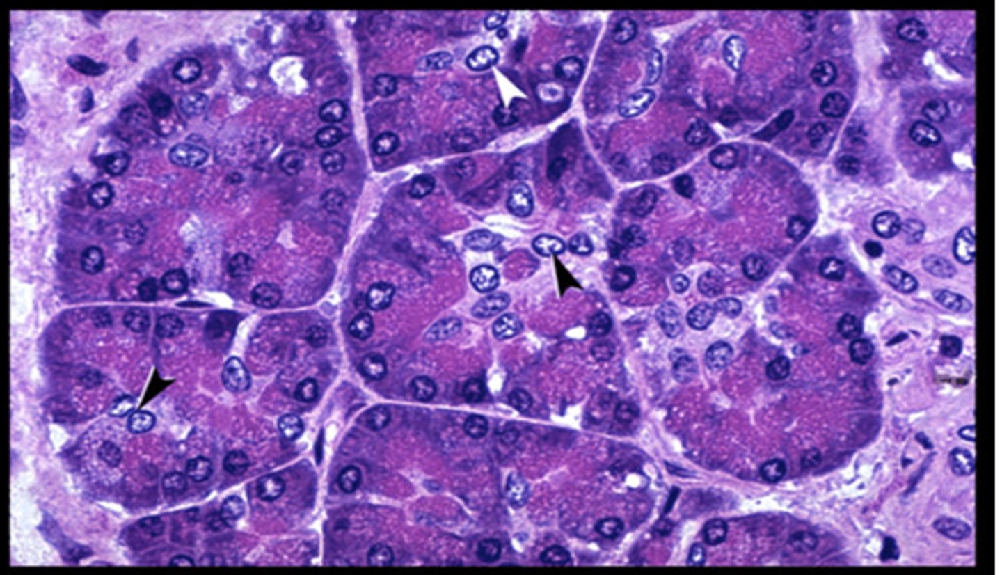 <p>Identify the cell</p>