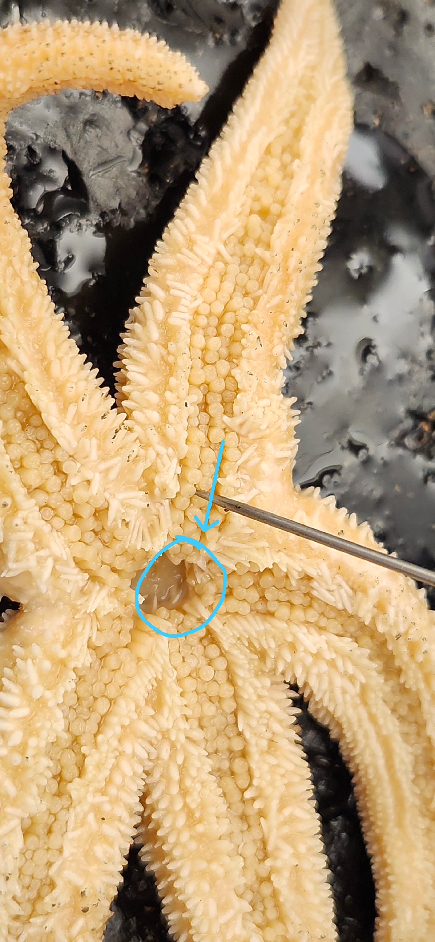 <p>Identify the structure </p>