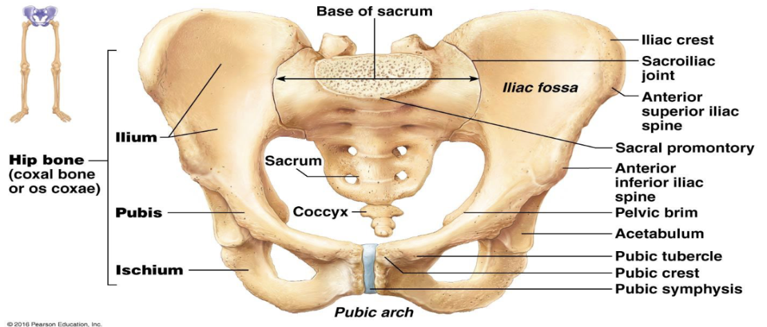 <p>Function of pelvic girdle?</p>