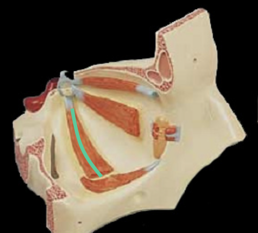 <p>innervated by?</p><p></p>