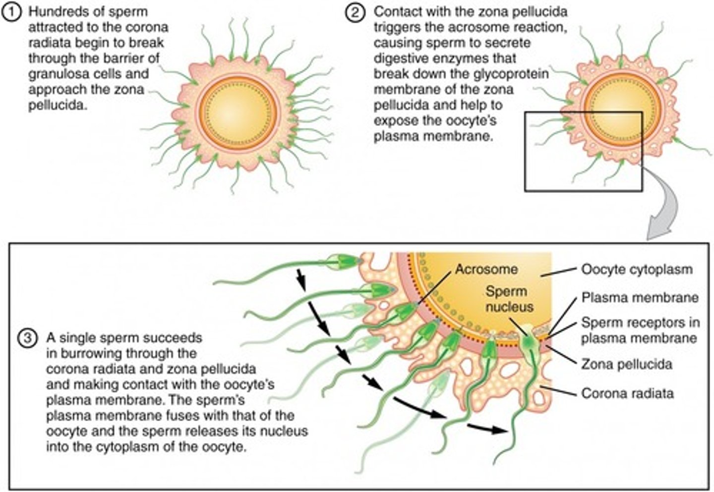 <p>corona radiata</p>