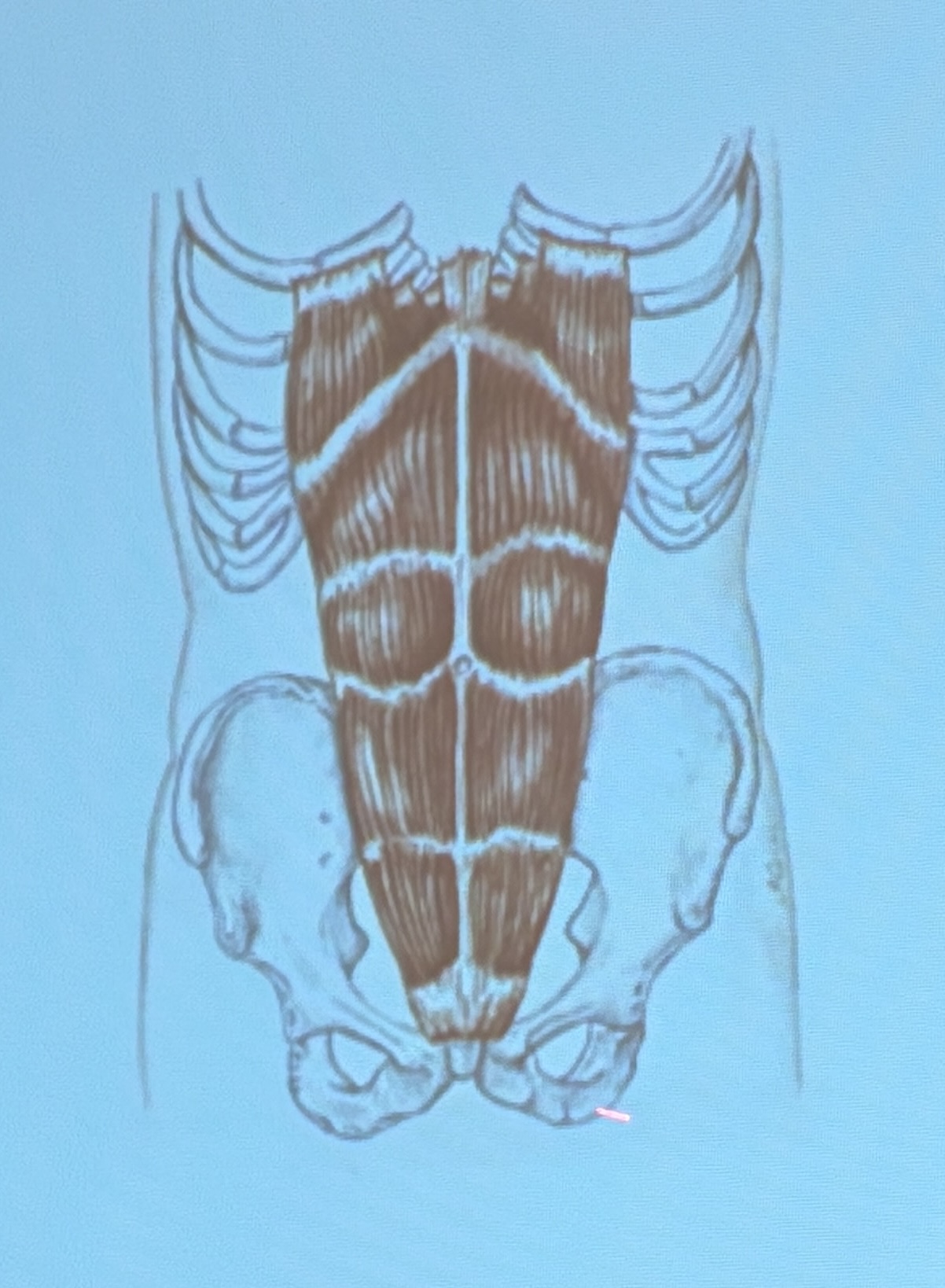 <p>Muscle name?</p>