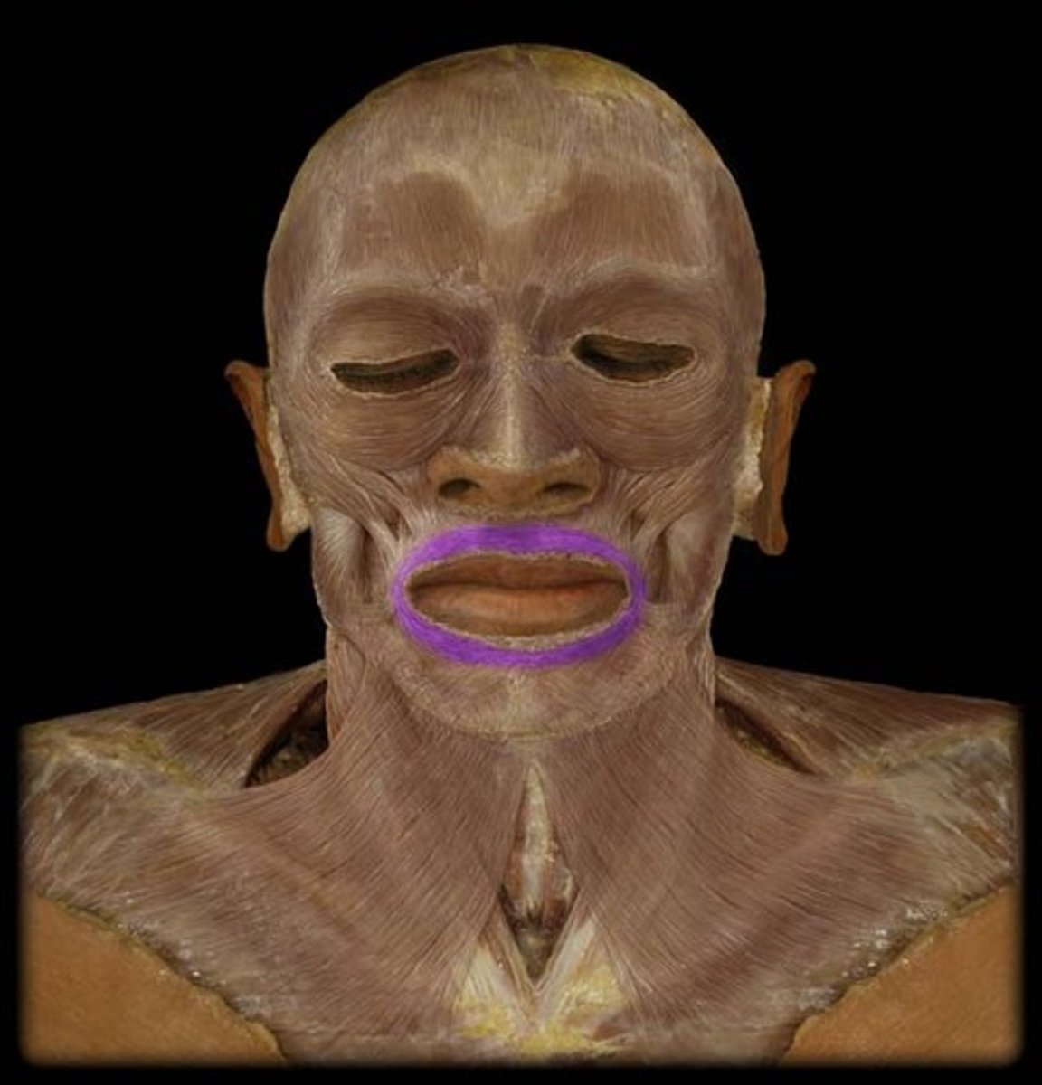 <p>Region:</p><p>Face</p><p>Action: </p><p>Closes / protrudes lips</p><p>Innervation: </p><p>CN VII </p>