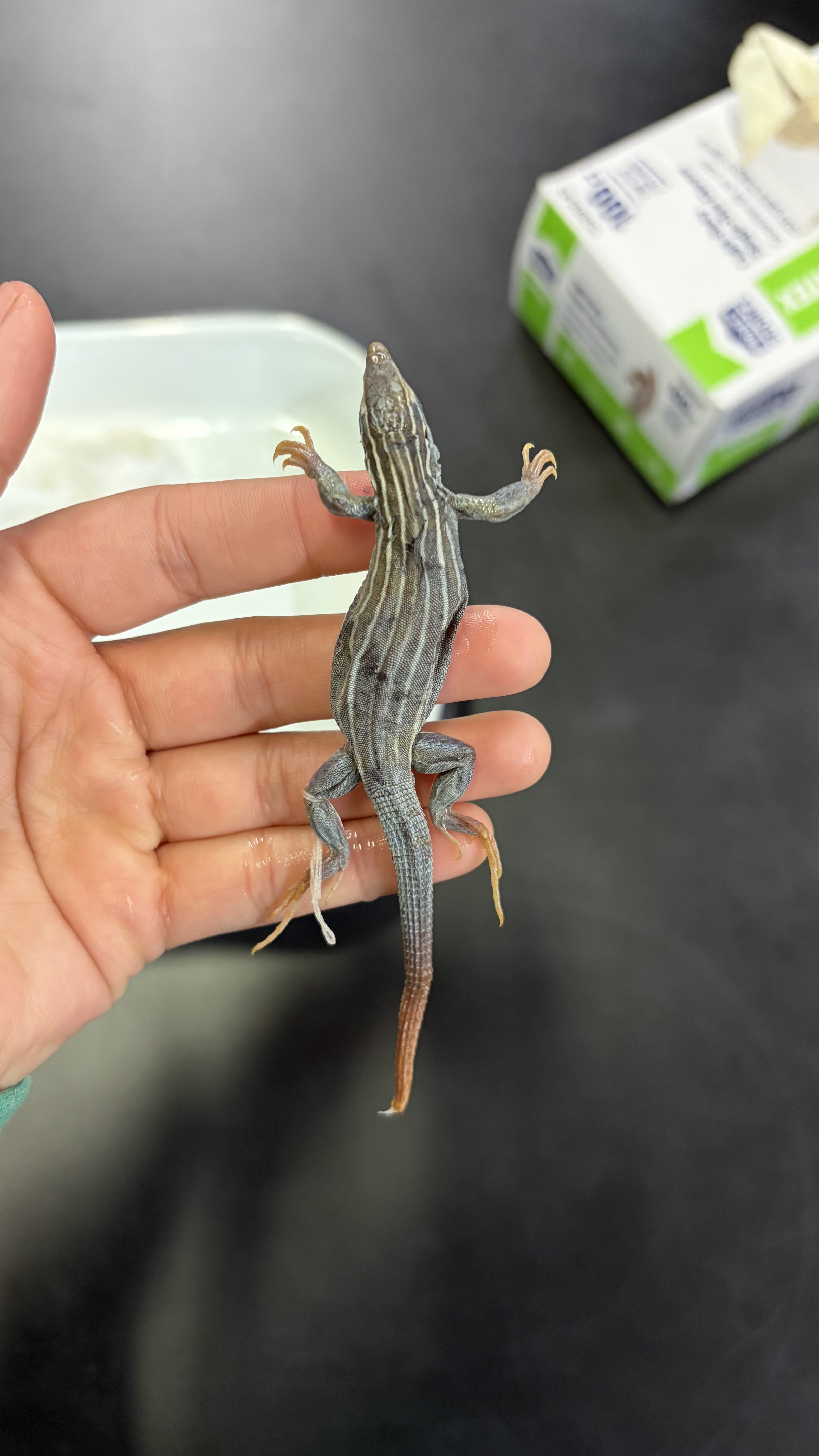 <ul><li><p>6 very light lines going down back; no dotting in between the lines</p></li><li><p>very keeled scales on tail</p></li></ul><p></p>