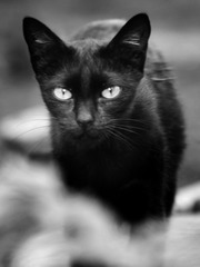 <p>tối đen như mực</p><p>(I found him in the ___ night.)</p>