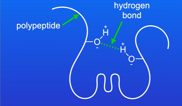 <p>R group containing hydroxyl, due to slight positive and negative charges present on hydroxyl, a hydrogen bond can form between these two R groups, this contributes to the 3d shape of a polypeptide chain</p><p>Hydrogen bonds are weak bonds, easily broken by high temp or pH changes.</p>