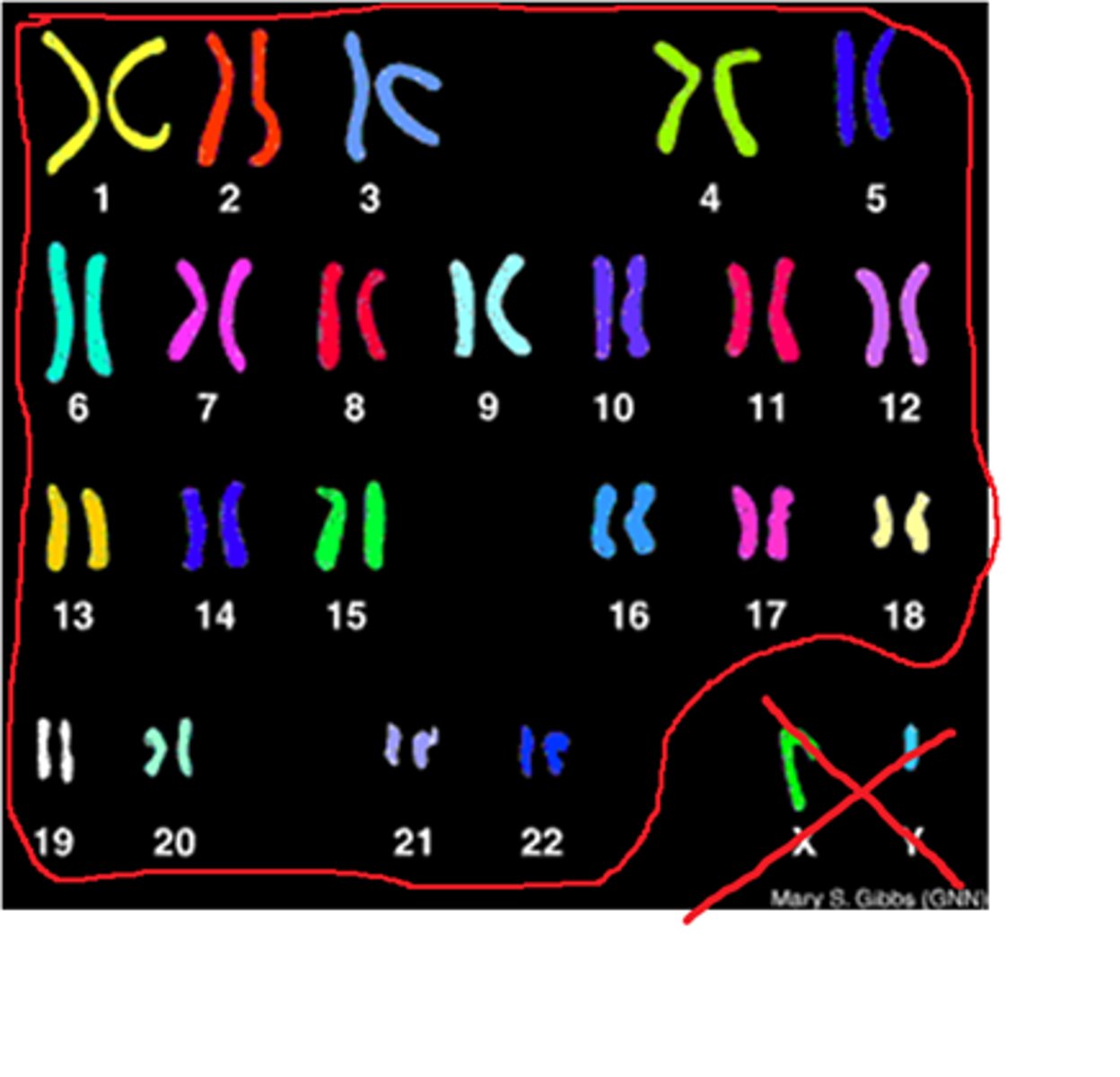 <p>Chromosomes other than those concerned with sex determination.</p>