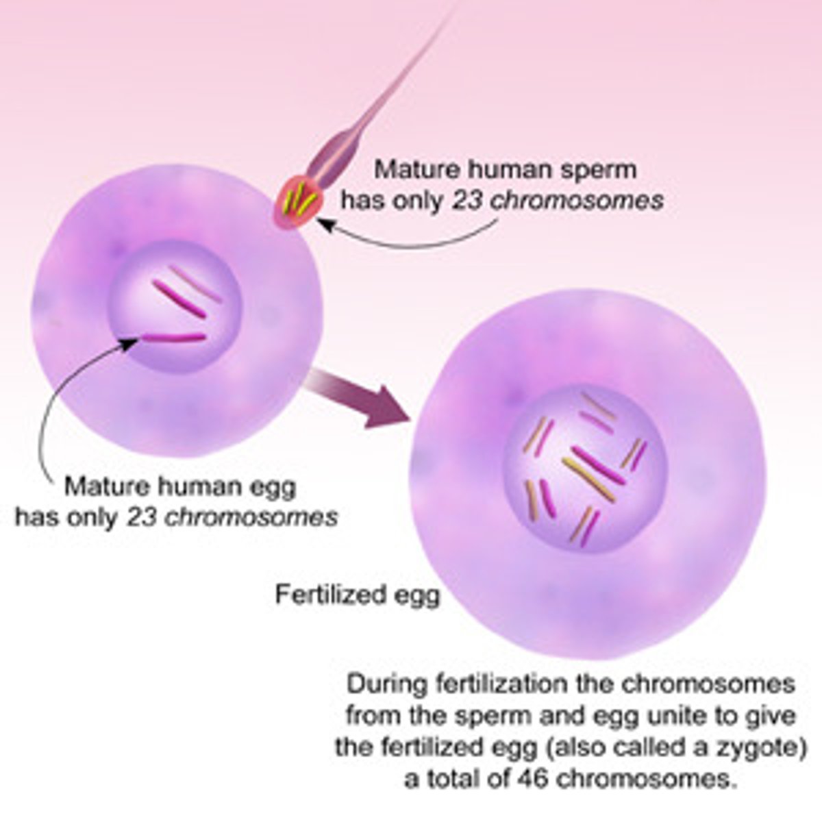<p>diploid zygote</p>